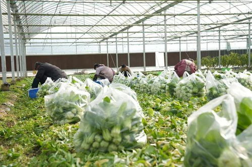 漫長的季節里，反復愛上豎新鎮的植物提取物研發